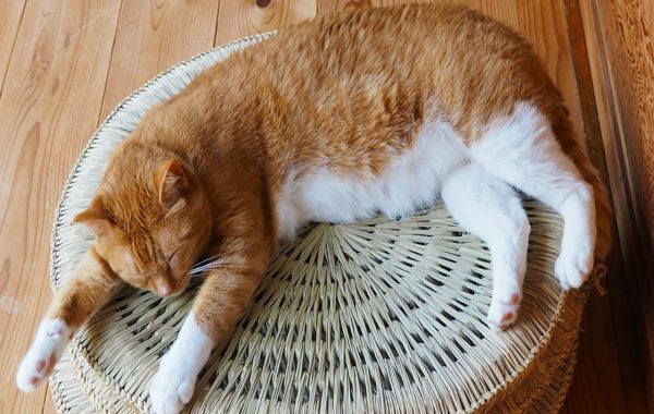猫と暮らす。「カスタマイズのできる家」