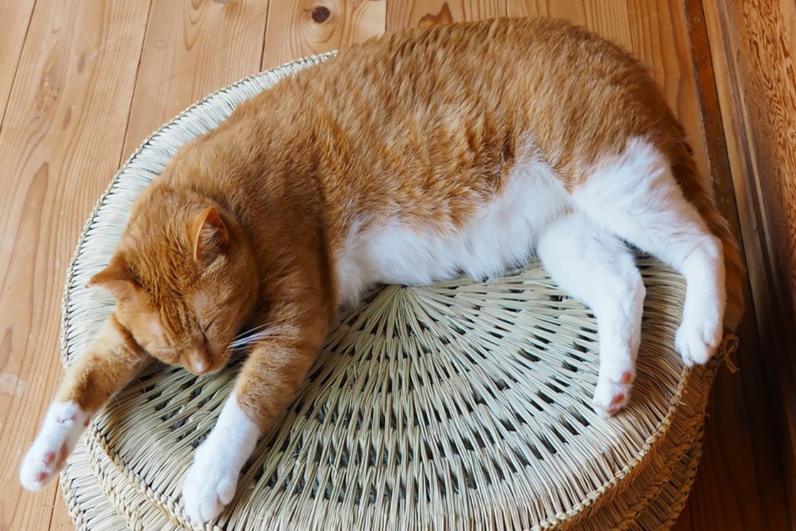猫と暮らす。「カスタマイズのできる家」