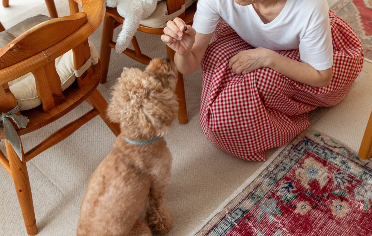 愛犬と、アンティークに囲まれて。